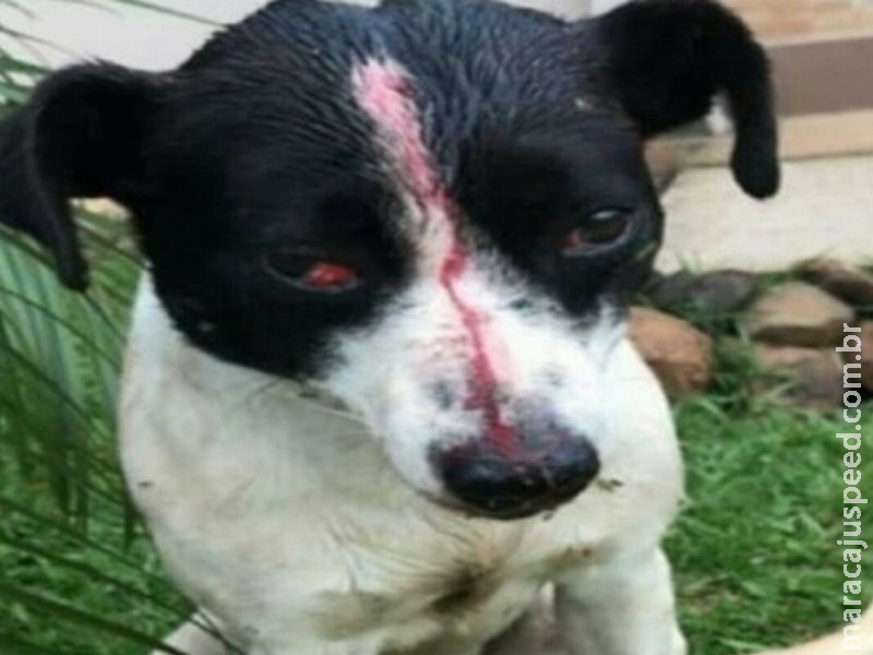 Homem ameaça criança de 6 anos e agride cachorro a pauladas Homem ameaça criança de 6 anos e agride cachorro a pauladas