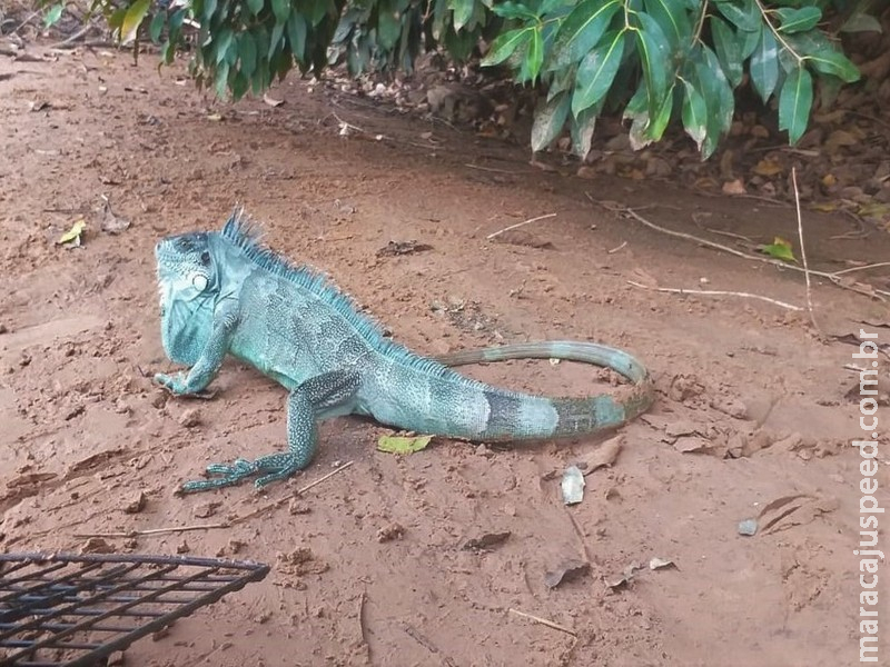 Iguana de 1 metro é encontrada por idosa no quintal de casa em MS