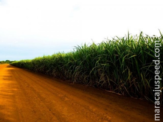 Moagem da cana-de-açúcar atinge 18,5 milhões de toneladas em MS