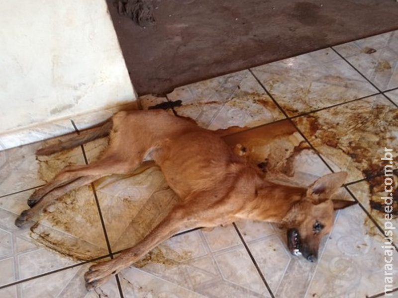 Mulher é multada em R$ 6 mil após cachorro morrer por falta de alimentação