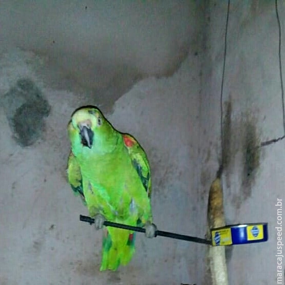Papagaio criado há 22 anos por mulher é aprendido e dona faz rifa para pedir a guarda do animal na Justiça em MS
