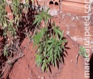 PM flagra plantação de maconha em residência e rapaz é preso PM flagra plantação de maconha em residência e rapaz é preso