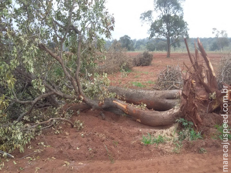 PMA autua arrendatário em R$ 10 mil por desmatamento ilegal de 33 hectares de vegetação nativa para plantio de lavoura PMA autua arrendatário em R$ 10 mil por desmatamento ilegal de 33 hectares de vegetação nativa para plantio de lavoura