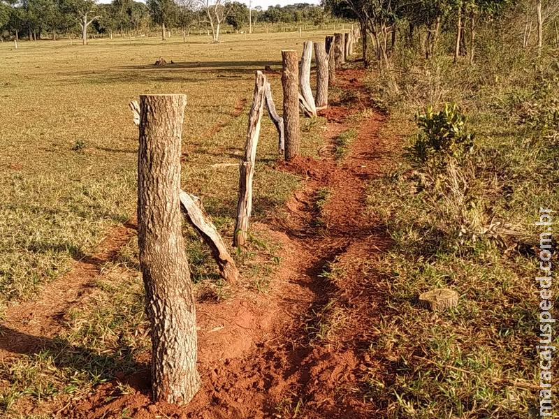 PMA autua assentado em R$ 3 mil por derrubada de árvores ilegalmente para construção de cercas PMA autua assentado em R$ 3 mil por derrubada de árvores ilegalmente para construção de cercas