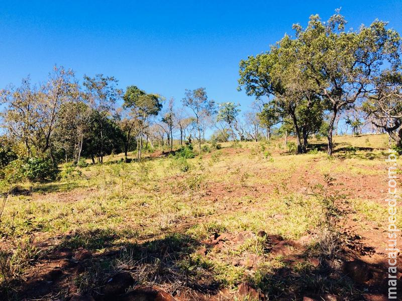 PMA autua campo-grandense em R$ 18 mil por desmatamento de 60 hectares de vegetação nativa para plantio de pastagem