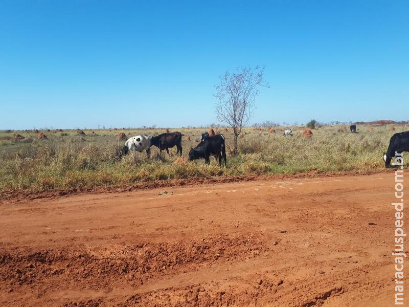 PMA autua dois assentados em R$ 15 mil por manutenção de gado em área protegida de reserva legal coletiva do assentamento