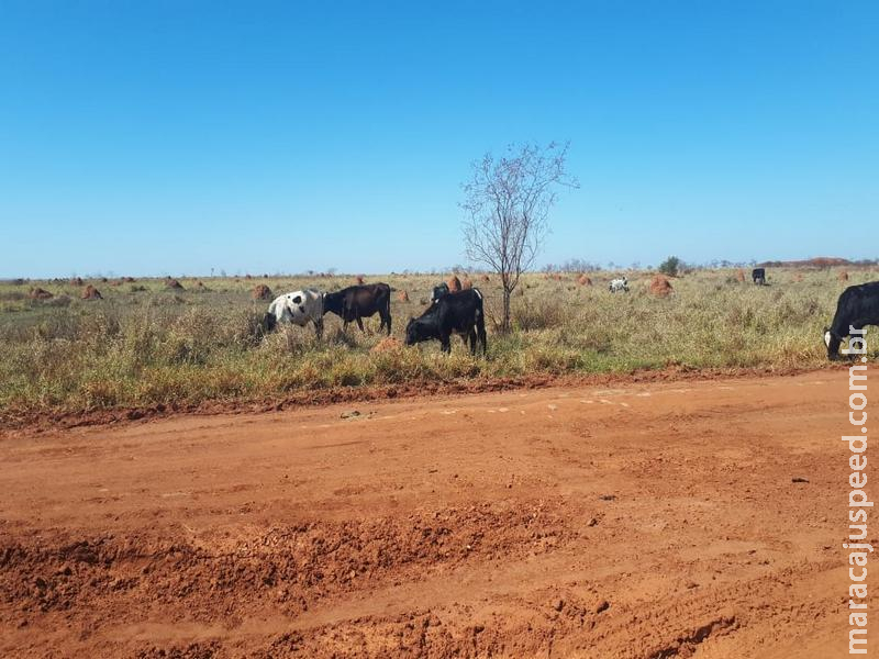 PMA autua dois assentados em R$ 15 mil por manutenção de gado em área protegida de reserva legal coletiva do assentamento PMA autua dois assentados em R$ 15 mil por manutenção de gado em área protegida de reserva legal coletiva do assentamento
