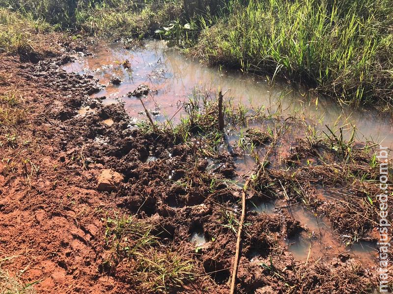 PMA autua dois infratores em R$ 10 mil por manter gado degradando áreas protegidas de matas ciliares e nascentes de córregos PMA autua dois infratores em R$ 10 mil por manter gado degradando áreas protegidas de matas ciliares e nascentes de córregos