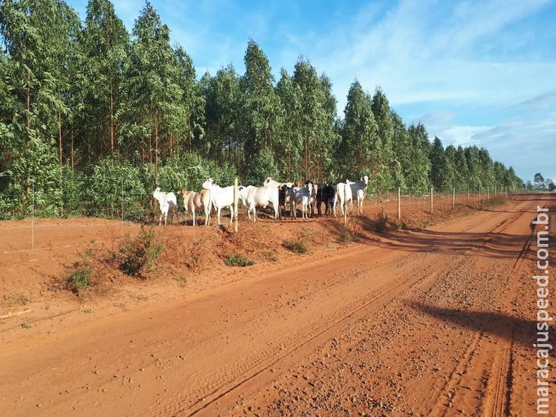 PMA autua infrator em R$ 25 mil por criar gado em propriedade alheia, degradando áreas protegidas e construção de drenos em várzea