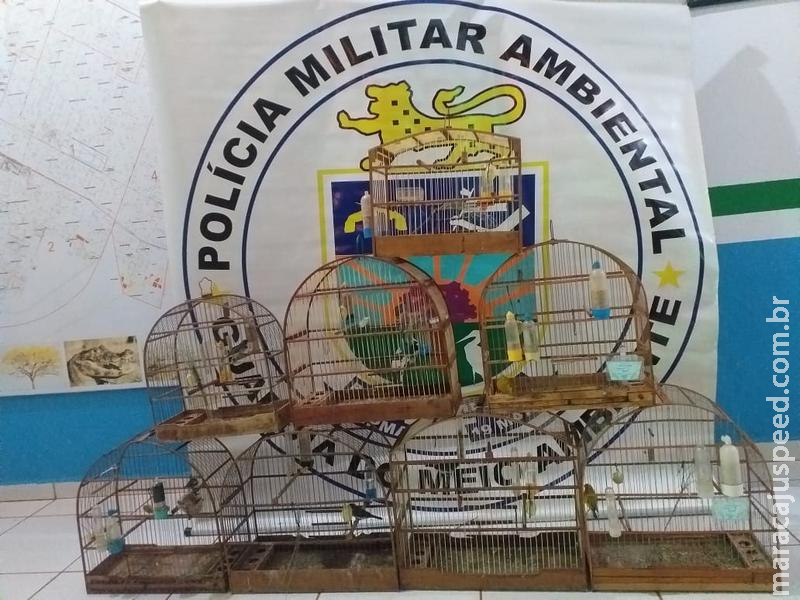 PMA autua infrator em R$ 4 mil por manter pássaros silvestres ilegalmente em cativeiro PMA autua infrator em R$ 4 mil por manter pássaros silvestres ilegalmente em cativeiro