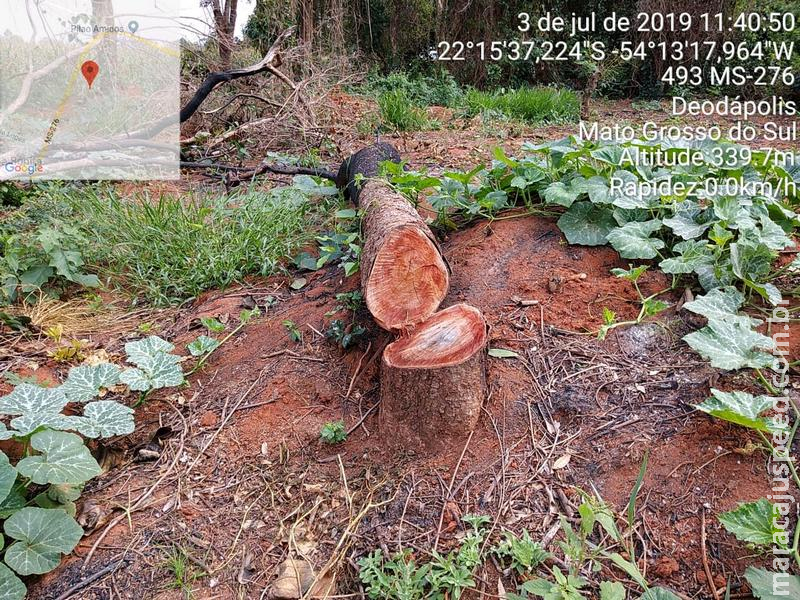 PMA autua infrator por incêndio de floresta nativa e exploração ilegal de madeira PMA autua infrator por incêndio de floresta nativa e exploração ilegal de madeira