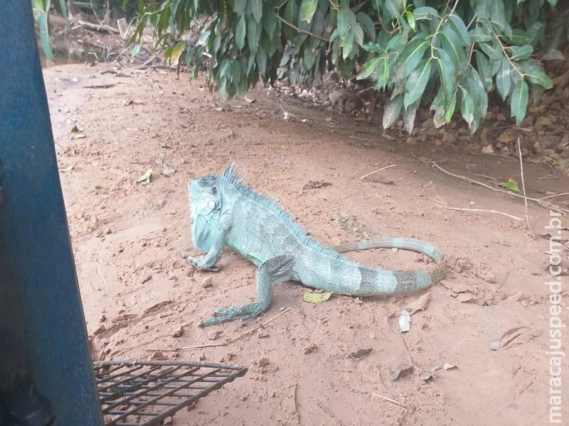 PMA captura iguana em residência no centro da cidade PMA captura iguana em residência no centro da cidade