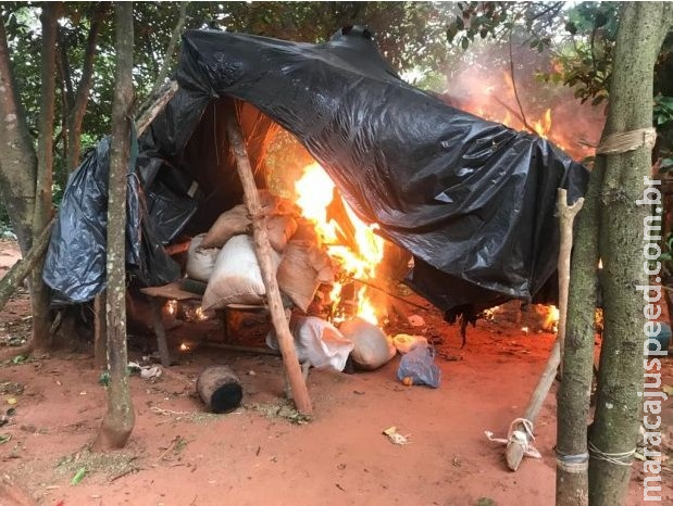 Polícia incinera acampamentos e mais de 12 hectares de maconha Polícia incinera acampamentos e mais de 12 hectares de maconha
