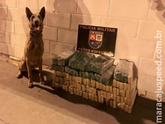 Polícia paulista encontra maconha em ônibus de turismo que saiu de MS