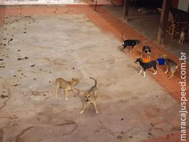 Polícia resgata 9 cães abandonados sem água e comida em casa no MS Polícia resgata 9 cães abandonados sem água e comida em casa no MS