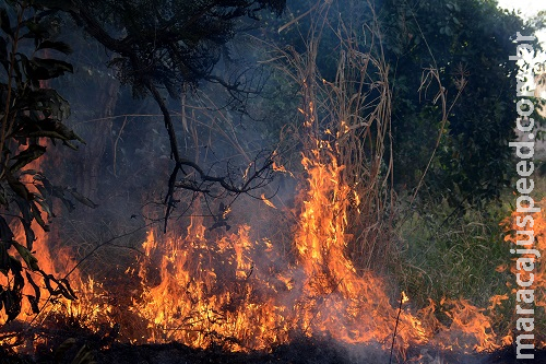 Preocupados com bioma, Capital vai sediar principal evento sobre incêndio em matas Preocupados com bioma, Capital vai sediar principal evento sobre incêndio em matas