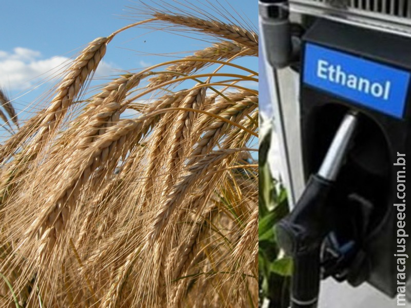 Produção de etanol abre novas oportunidades para os cultivos de inverno Produção de etanol abre novas oportunidades para os cultivos de inverno