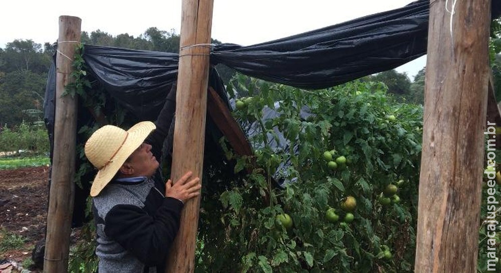 Produtores de hortaliças na fronteira com o Paraguai preparam-se para geada