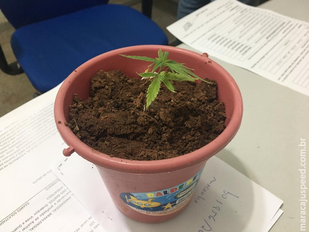 Rapaz é flagrado com pé de maconha em MS, diz que planta era de um amigo e que não sabia que era droga Rapaz é flagrado com pé de maconha em MS, diz que planta era de um amigo e que não sabia que era droga