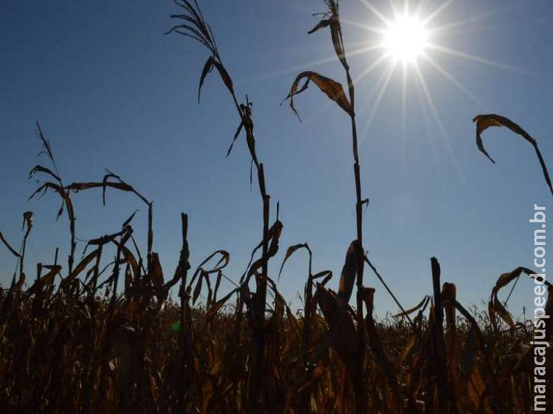 Sem estimar perdas pela geada, produtores mantêm otimismo com milho