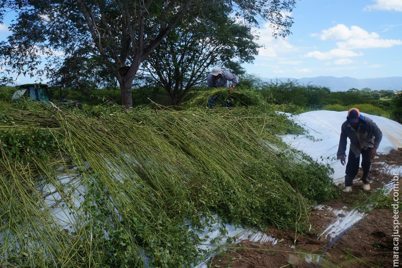 Silagem: boa opção para conservar alimento para o período de escassez
