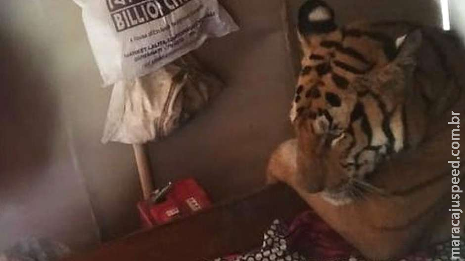 Tigresa cansada tira Tigresa cansada tira