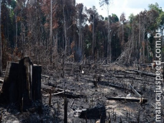 Amazônia: chefe de embaixada nos EUA diz que reação é ‘histeria injustificada’ Amazônia: chefe de embaixada nos EUA diz que reação é ‘histeria injustificada’