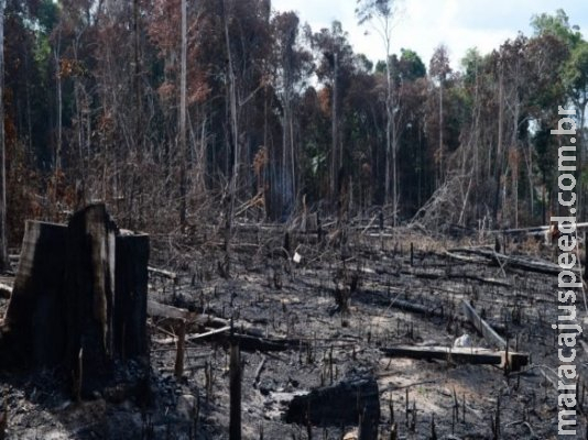 Amazônia: chefe de embaixada nos EUA diz que reação é ‘histeria injustificada’ 