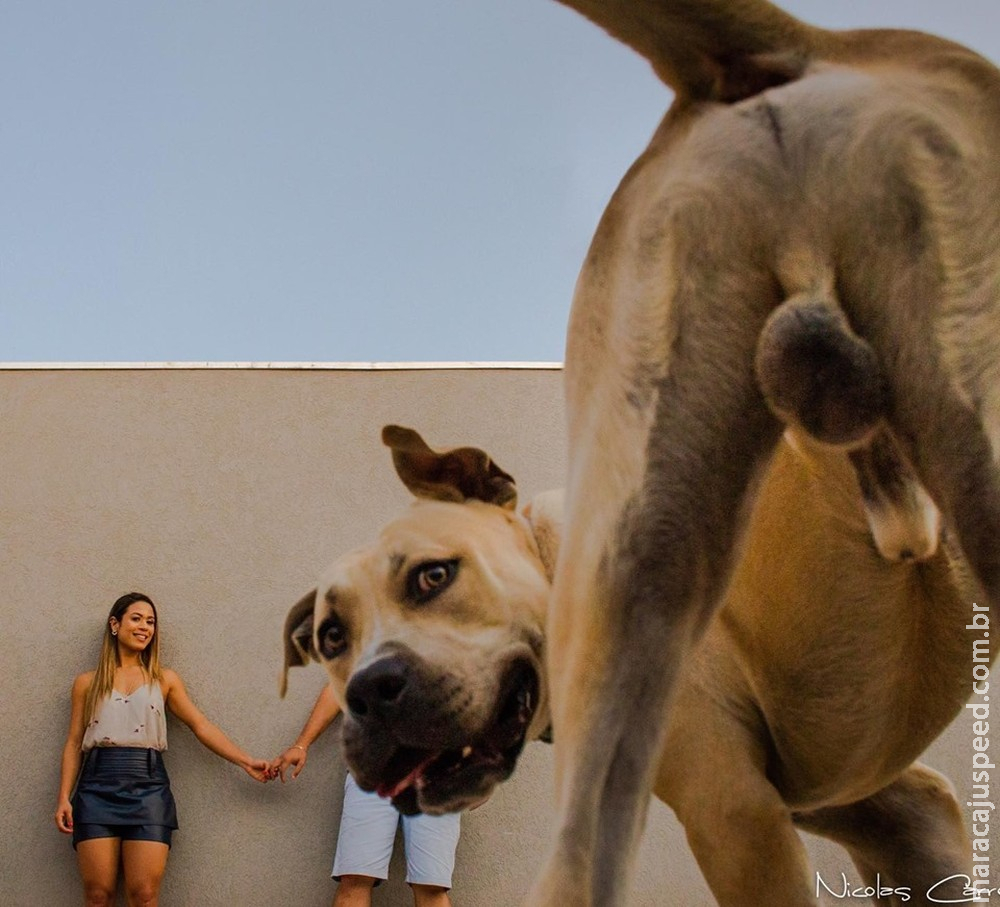 Cão brincalhão participa de ensaio de noivos e fotos engraçadas viralizam na internet: 