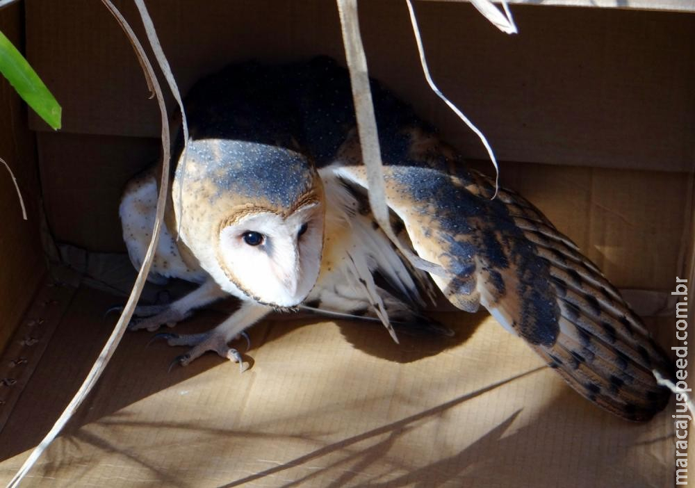 Coruja encontrada no banheiro de loja por vendedora é resgata por bombeiros e solta em reserva de MS