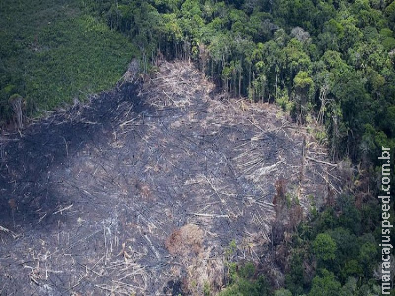 Desmate desde 1985 equivale a 3,6 vezes área de SP Desmate desde 1985 equivale a 3,6 vezes área de SP