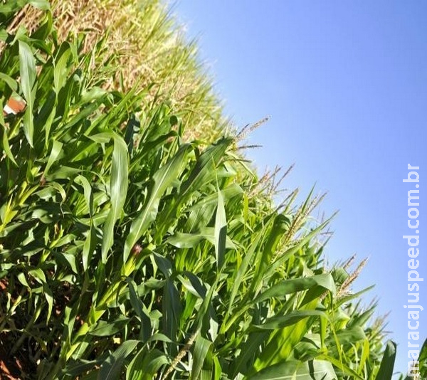 Fertilizantes passam a ter registro automático Fertilizantes passam a ter registro automático