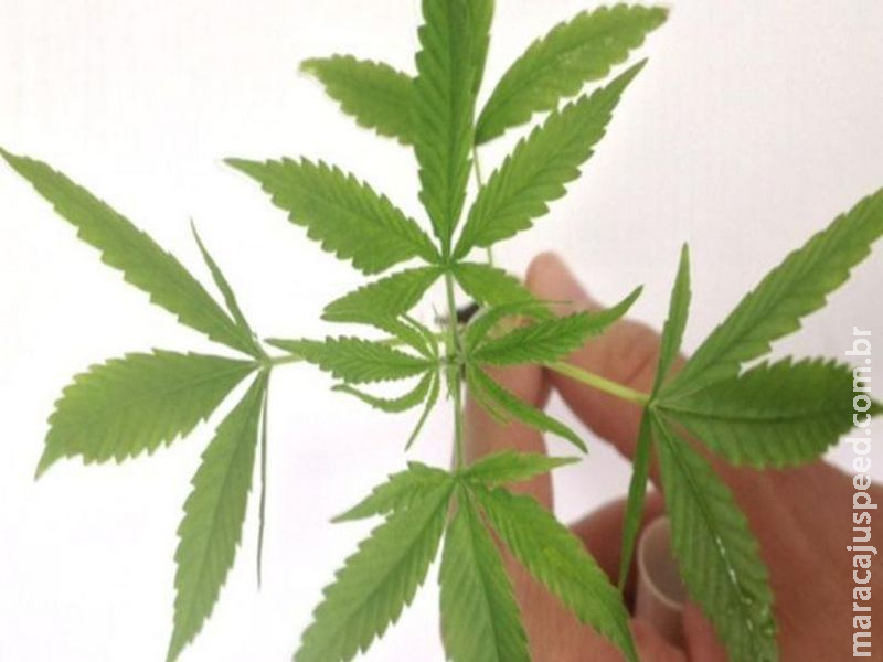 Fiocruz: 7,7% dos brasileiros usaram maconha pelo menos uma vez Fiocruz: 7,7% dos brasileiros usaram maconha pelo menos uma vez