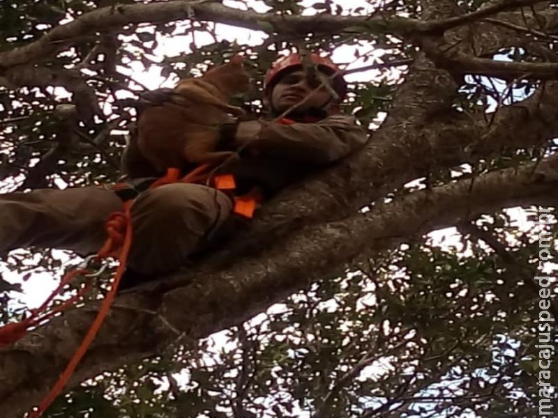 Maracaju: Bombeiros resgatam gato que estava preso em topo de árvore