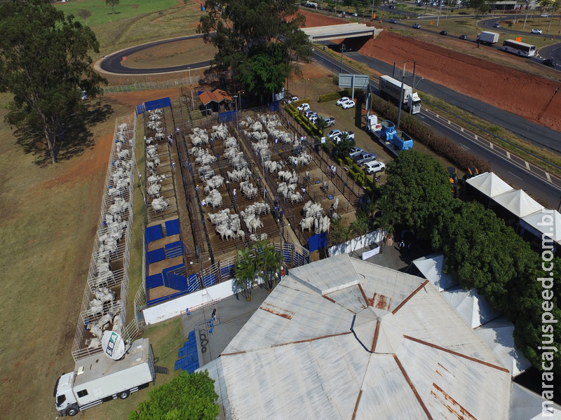 Megaleilão Nelore CFM venderá 1.000 touros avaliados a campo e prontos para a estação de monta Megaleilão Nelore CFM venderá 1.000 touros avaliados a campo e prontos para a estação de monta