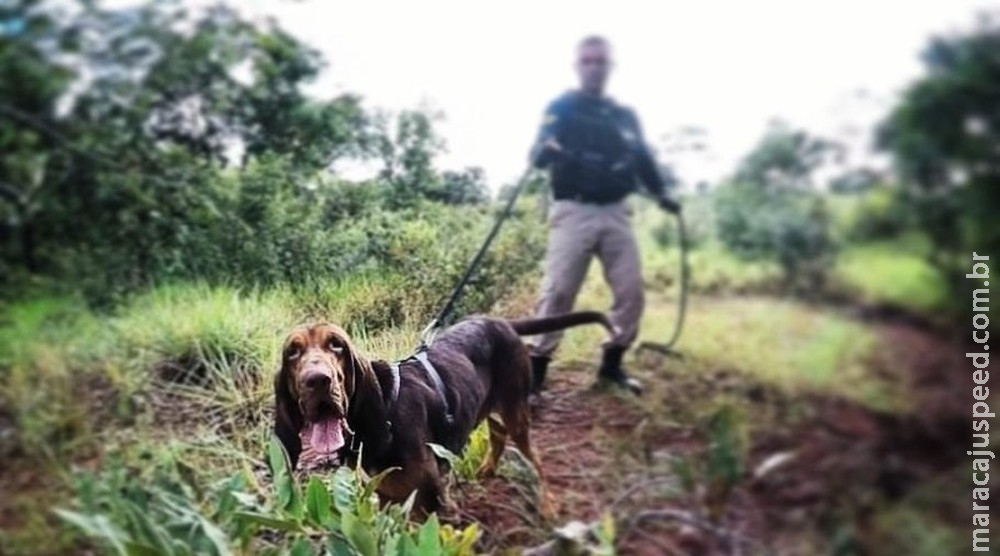 Morre cão da PRF treinado para busca de pessoas e que ajudou encontrar empresária perdida por 2 dias em milharal