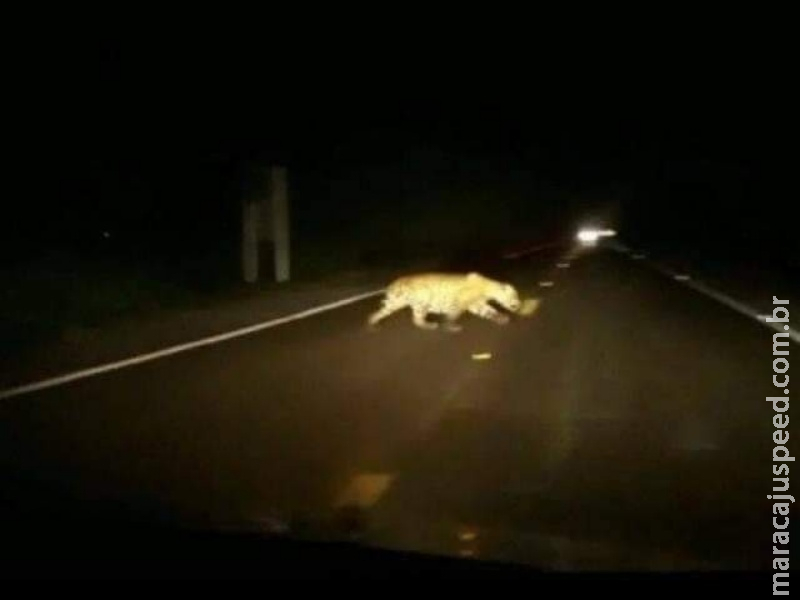 Motociclista se depara com onça pintada atravessando a BR-060