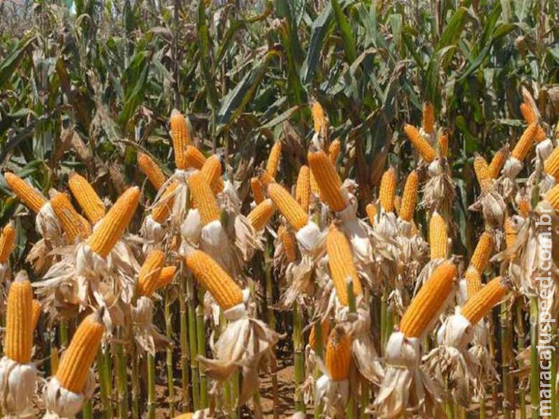 Na reta final da colheita, produção de milho agora é estimada em 11 milhões de toneladas