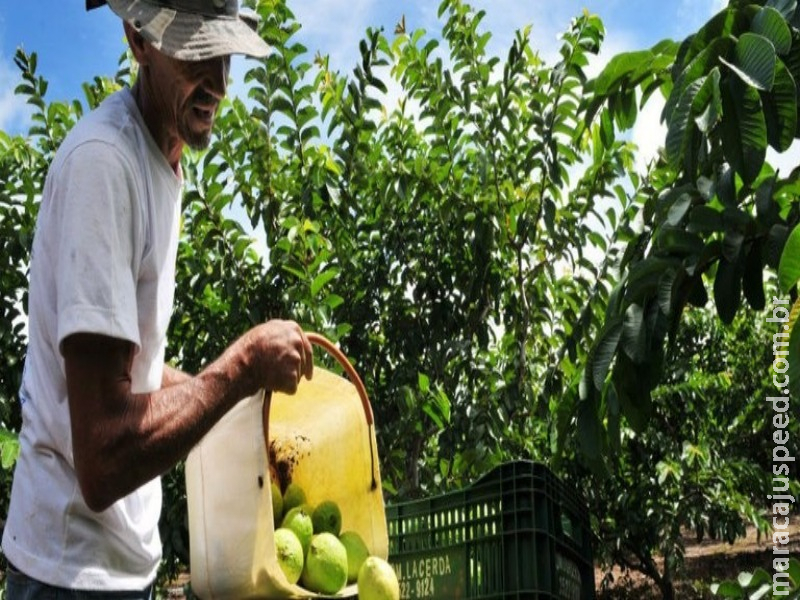 Novo selo da Agricultura Familiar vai ter a inscrição Brasil