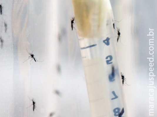 OPAS faz alerta sobre situação da dengue na América Latina e no Caribe OPAS faz alerta sobre situação da dengue na América Latina e no Caribe