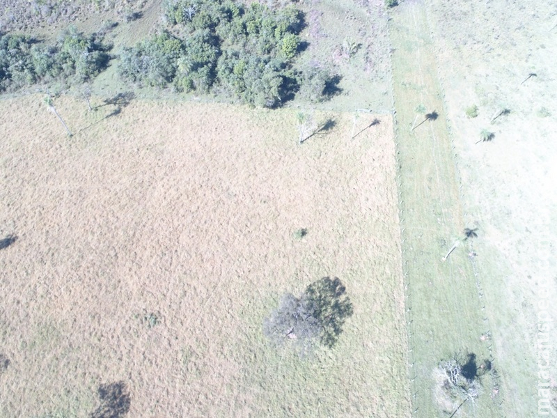 PMA autua infrator por desmatamento ilegal de 15 hectares de vegetação nativa PMA autua infrator por desmatamento ilegal de 15 hectares de vegetação nativa