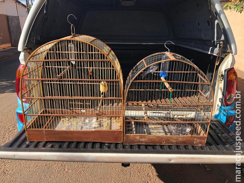 PMA autua mulher de 29 anos em R$ 1 mil por manter aves silvestres ilegalmente em cativeiro PMA autua mulher de 29 anos em R$ 1 mil por manter aves silvestres ilegalmente em cativeiro