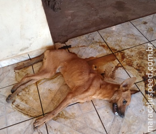 PMA autua mulher em R$ 6 mil por maus tratos ao abandonar cachorro e papagaio sem água e alimentação PMA autua mulher em R$ 6 mil por maus tratos ao abandonar cachorro e papagaio sem água e alimentação