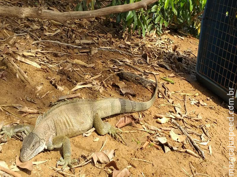PMA captura duas iguanas em residência e escola em pouco mais de três horas