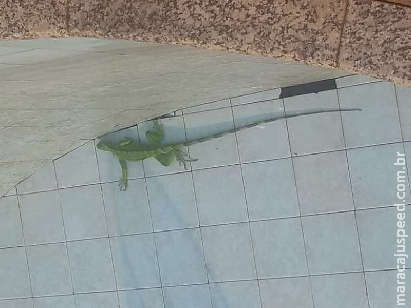 PMA captura iguana dentro de piscina de casa