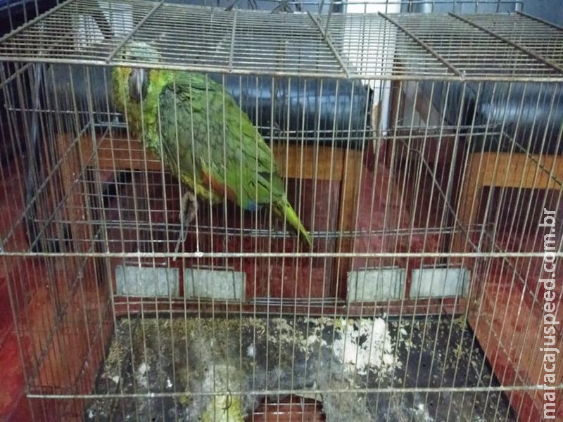 PMA e IMASUL autuam criador de pássaros em R$ 64 mil por manter aves silvestres em extinção ilegalmente em cativeiro PMA e IMASUL autuam criador de pássaros em R$ 64 mil por manter aves silvestres em extinção ilegalmente em cativeiro