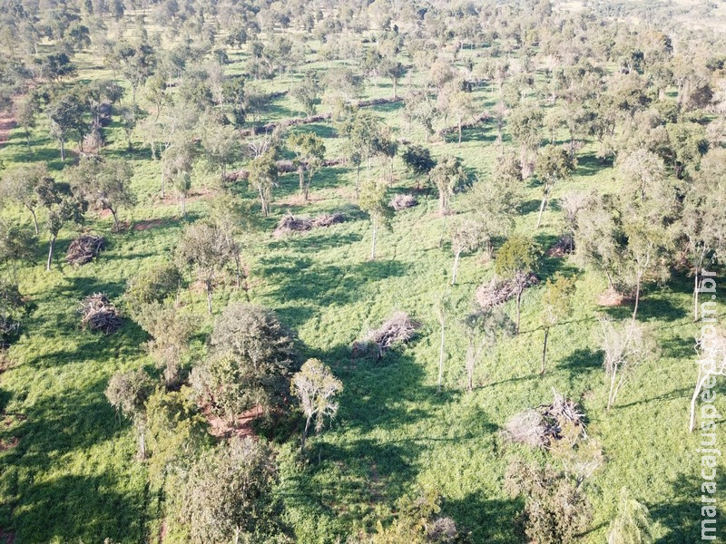 PMA usa drone autua infrator por desmatamento ilegal de 8,5 hectares de vegetação nativa