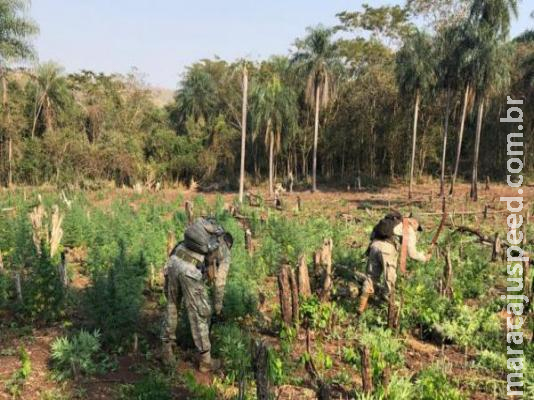Polícia destrói 8 acampamentos de maconha e dá prejuízo de R$ 3 milhões ao tráfico Polícia destrói 8 acampamentos de maconha e dá prejuízo de R$ 3 milhões ao tráfico
