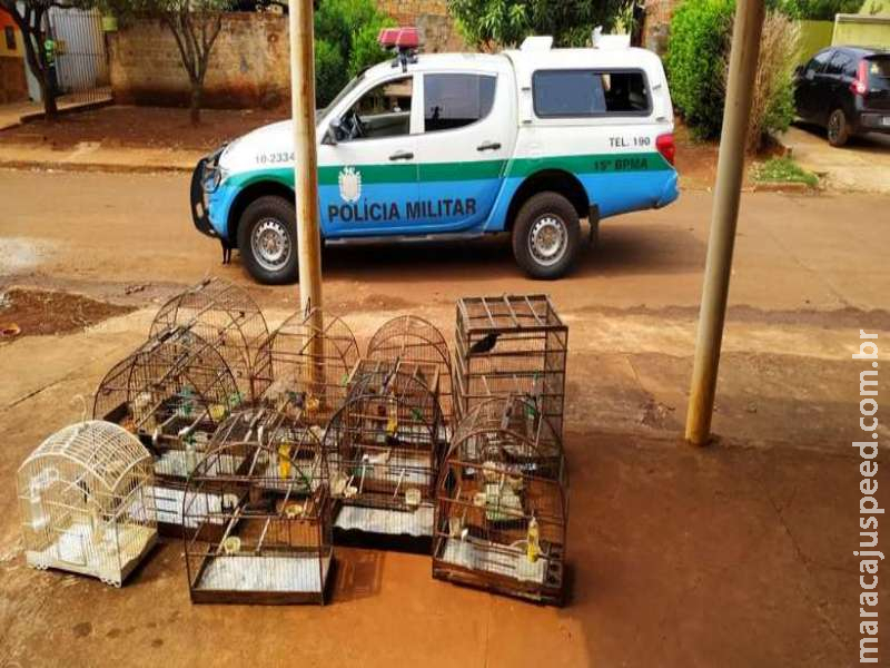 Polícia faz ‘batidas’ e apreende pássaros em duas residências em Dourados Polícia faz ‘batidas’ e apreende pássaros em duas residências em Dourados