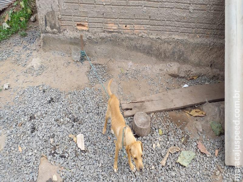 Polícia Militar Ambiental autua infrator de 57 anos por maus-tratos a dois cachorros Polícia Militar Ambiental autua infrator de 57 anos por maus-tratos a dois cachorros